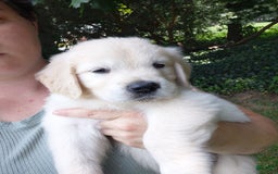 Golden Retriever dogs for sale: Peter - Image 3