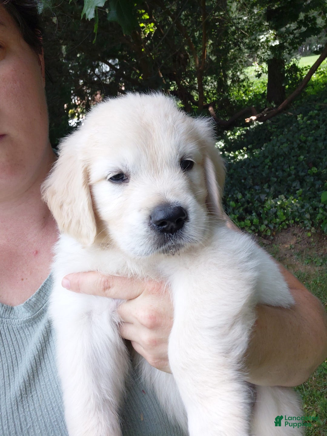 Golden Retriever dogs for sale: Peter - Image 3