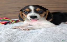 Beagle dogs for sale: Toby - Image 3