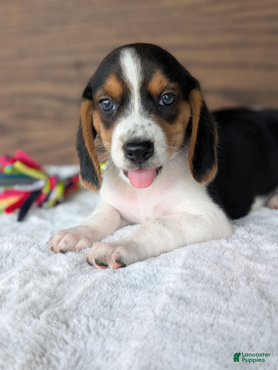 Beagle dogs for sale: Toby - Image 3