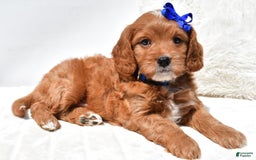 Mini Goldendoodle dogs for sale: Rascal - Image 1