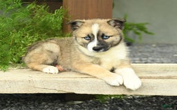 Pomsky dogs for sale: Harold - Image 3
