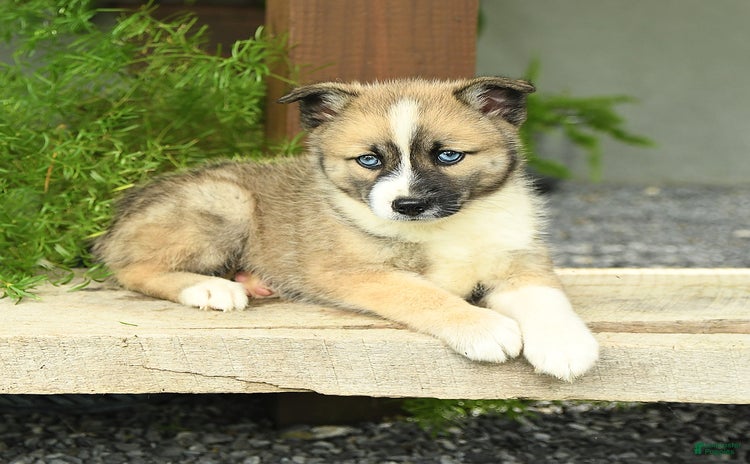 Pomsky dogs for sale - Ad 2