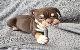 English Bulldog dogs for sale: Caroline - Image 1