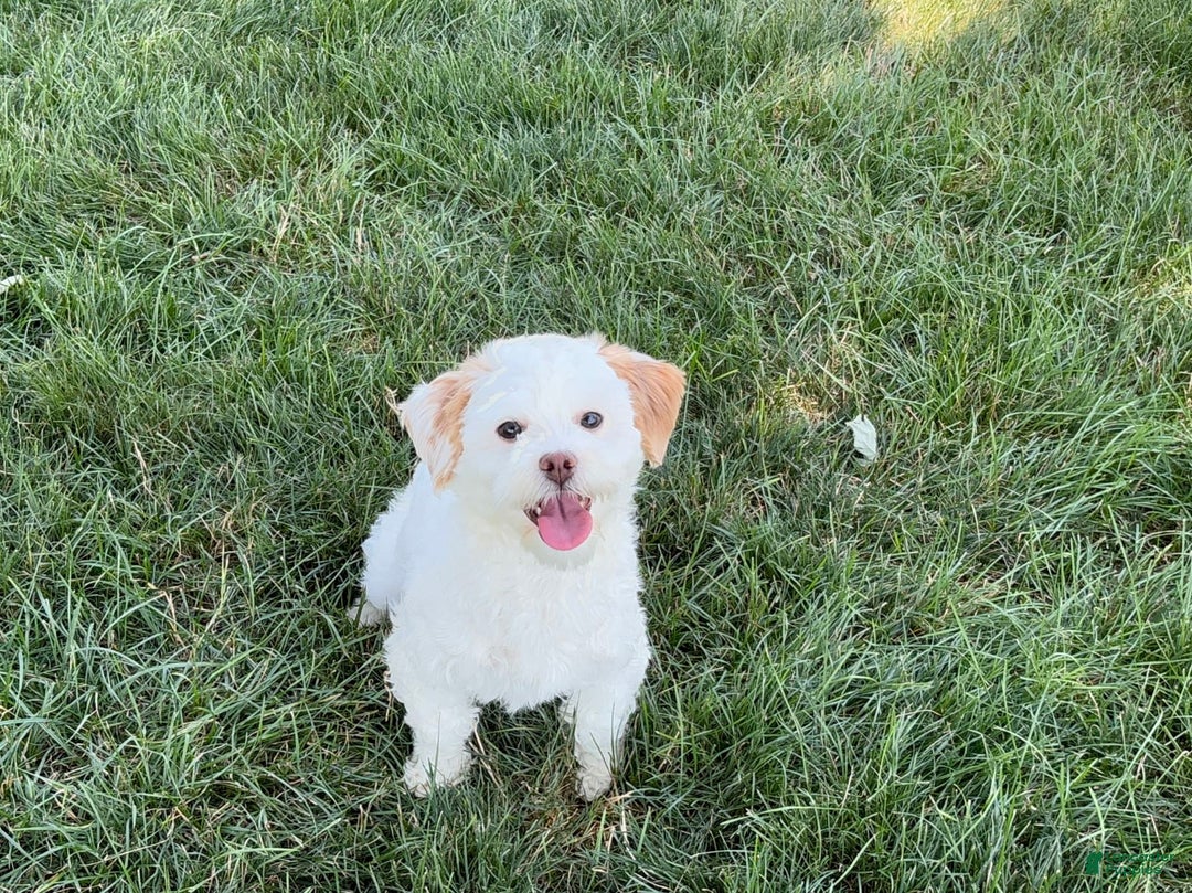 Lhasa Apso dogs for sale: Honey - Image 22