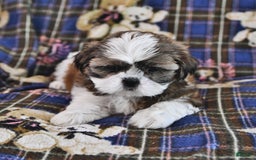 Shih Tzu dogs for sale: Bill - Image 4