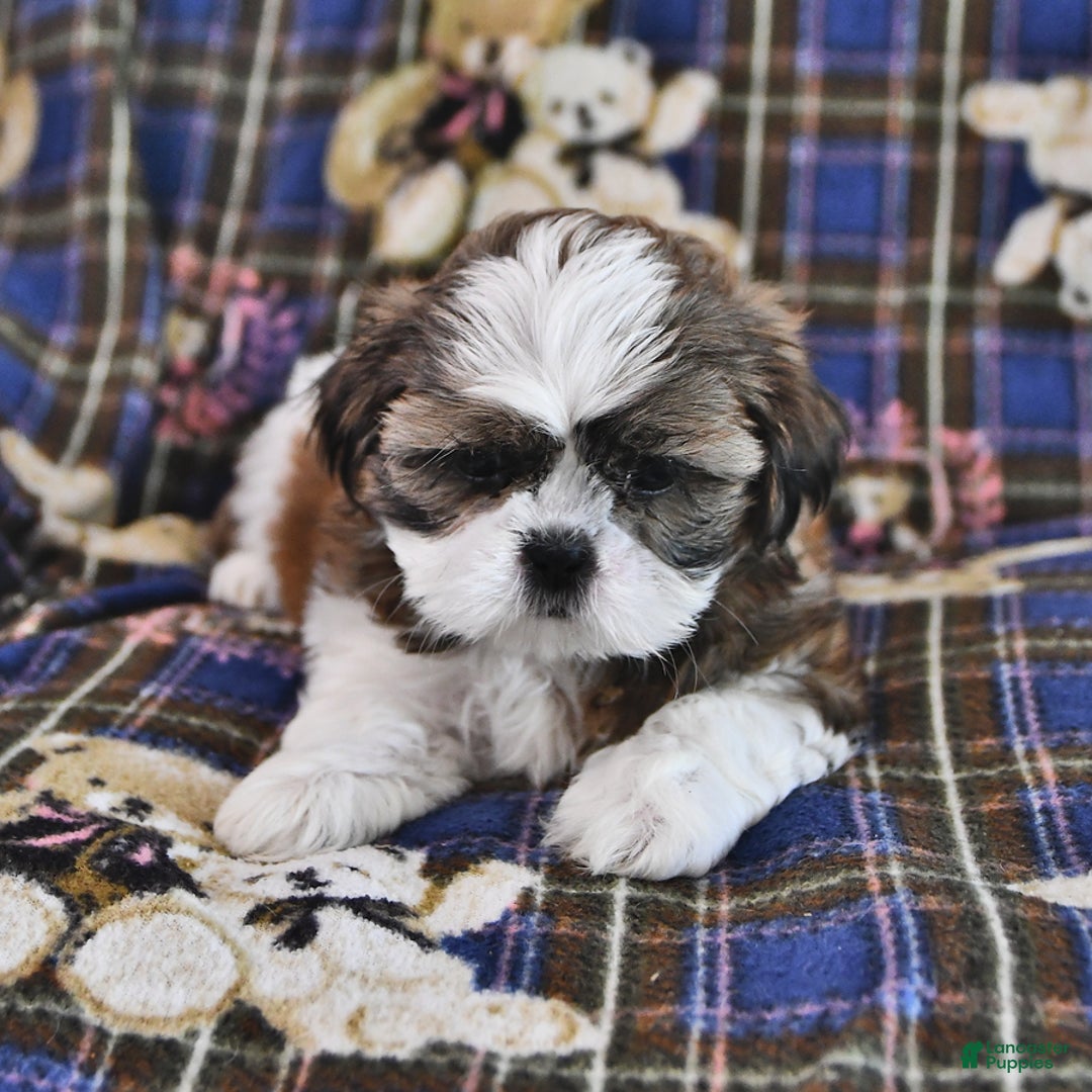 Shih Tzu dogs for sale: Bill - Image 4