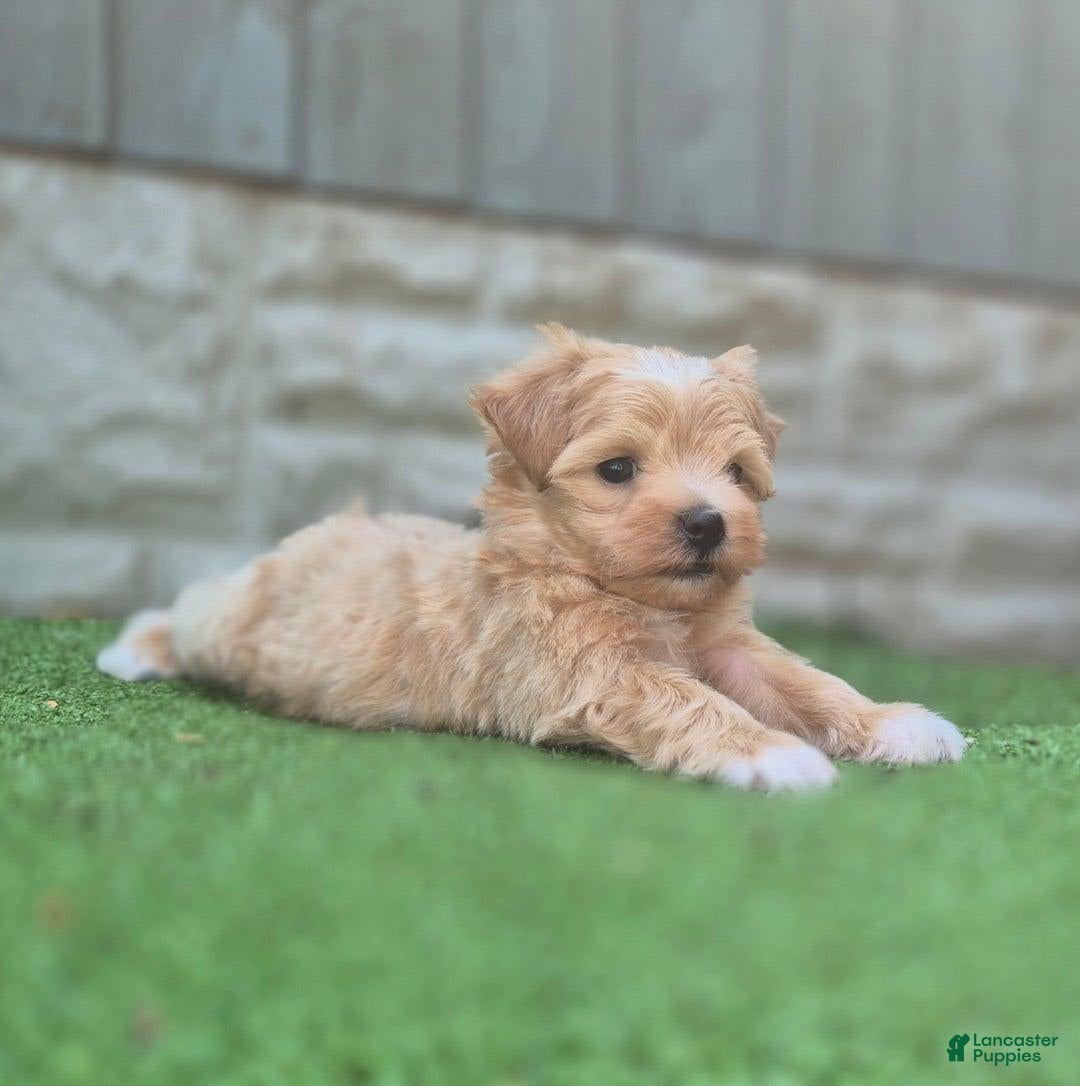 Maltipoo dogs for sale: Maya - Image 1