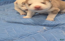 Siberian Husky dogs for sale: Munchie - Image 1