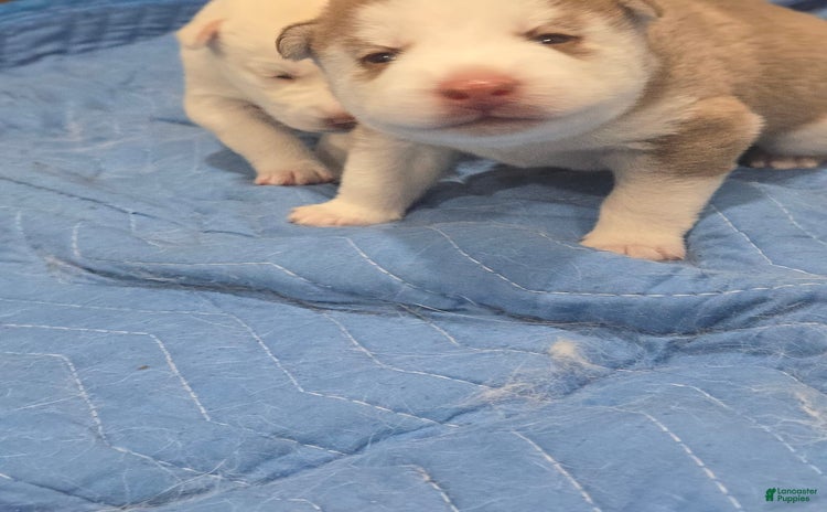 Siberian Husky dogs for sale - Ad 1