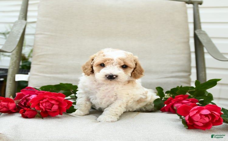 Cockapoo dogs for sale - Ad 4
