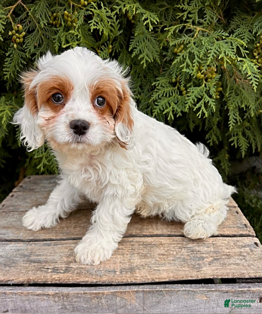 Cavapoo dogs for sale: Finn - Image 1