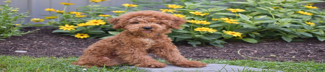 Malcolm