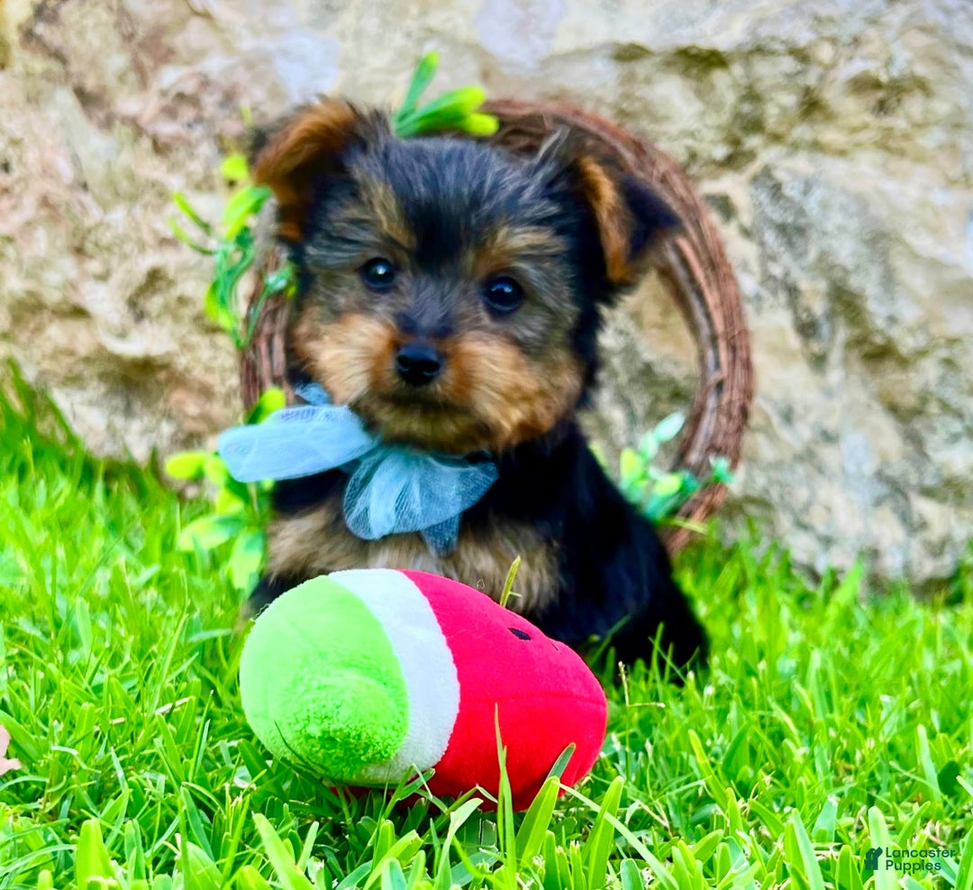 Yorkshire Terrier dogs for sale: Mozart - Image 3