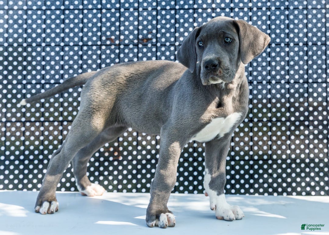 Great Dane dogs for sale: Molly - Image 27
