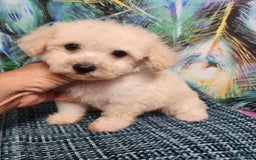 Bichon Frise dogs for sale: Toy Poodle/toy Bichon Puppy - Image 6