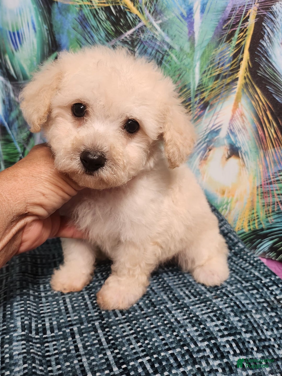 Bichon Frise dogs for sale: Toy Poodle/toy Bichon Puppy - Image 6