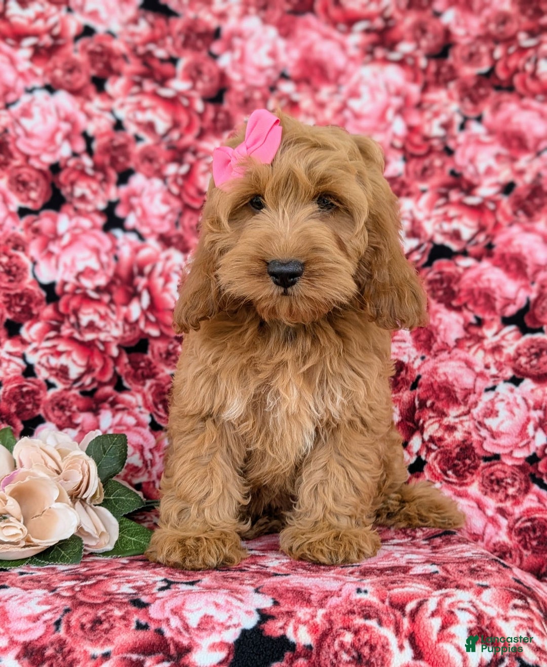 Cockapoo dogs for sale: Elaina - Image 7