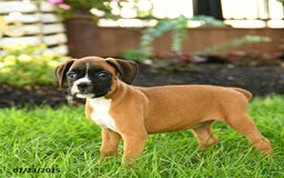 Boxer dogs for sale: Eve - Image 2