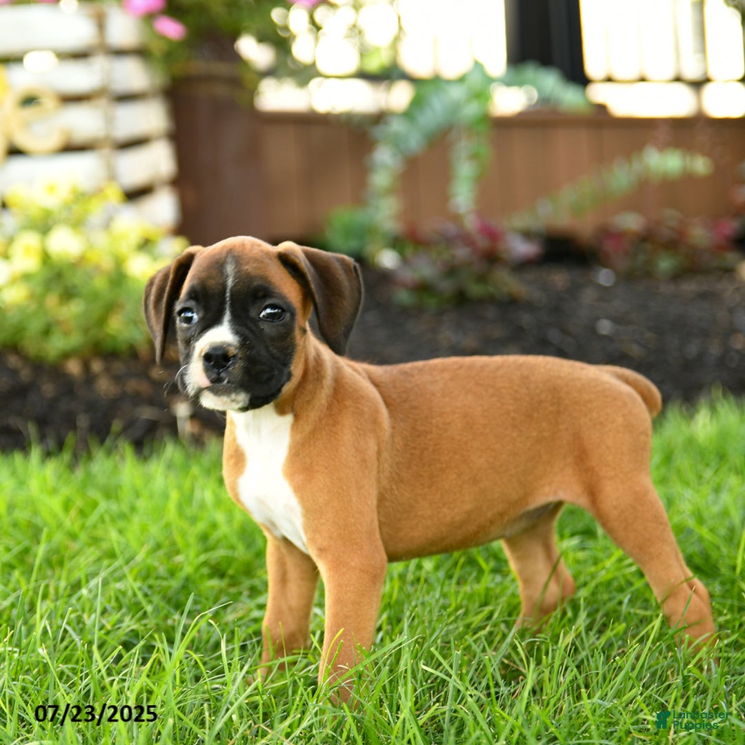 Boxer dogs for sale: Eve - Image 2