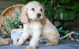 Cocker Spaniel dogs for sale: Pudge - Image 2