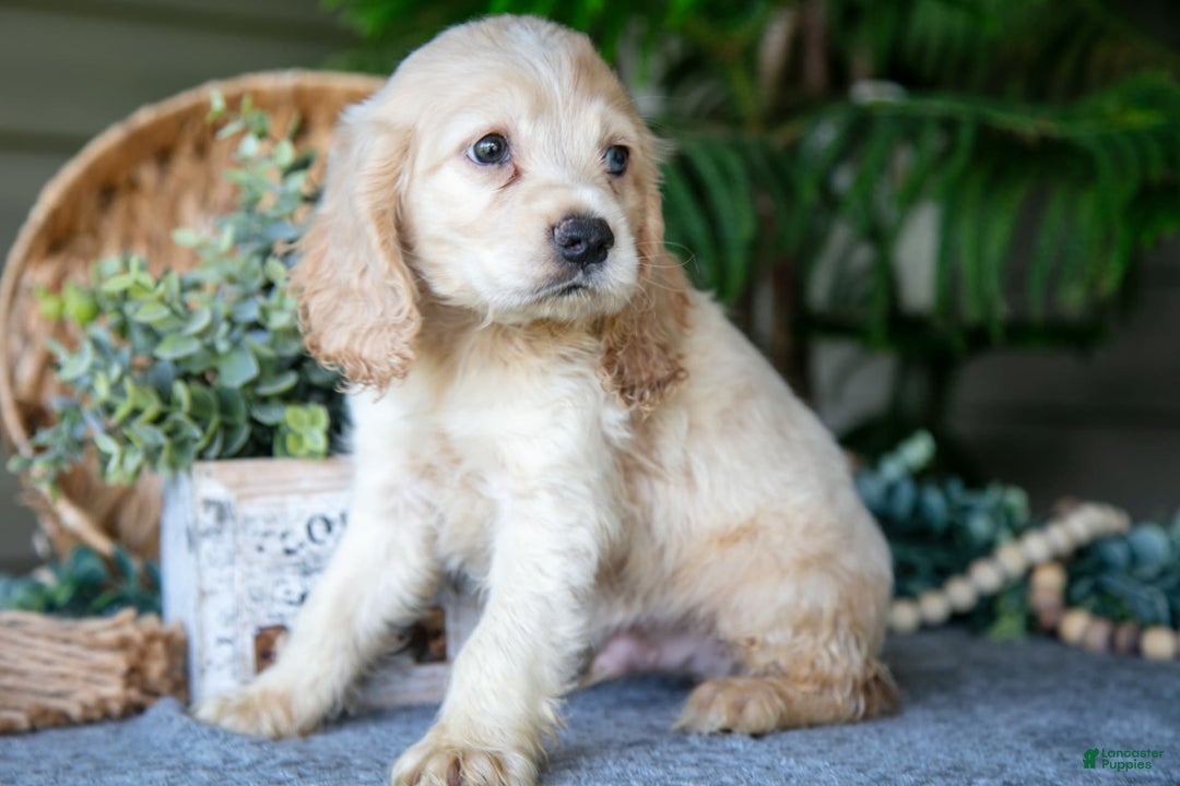 Cocker Spaniel dogs for sale: Pudge - Image 2