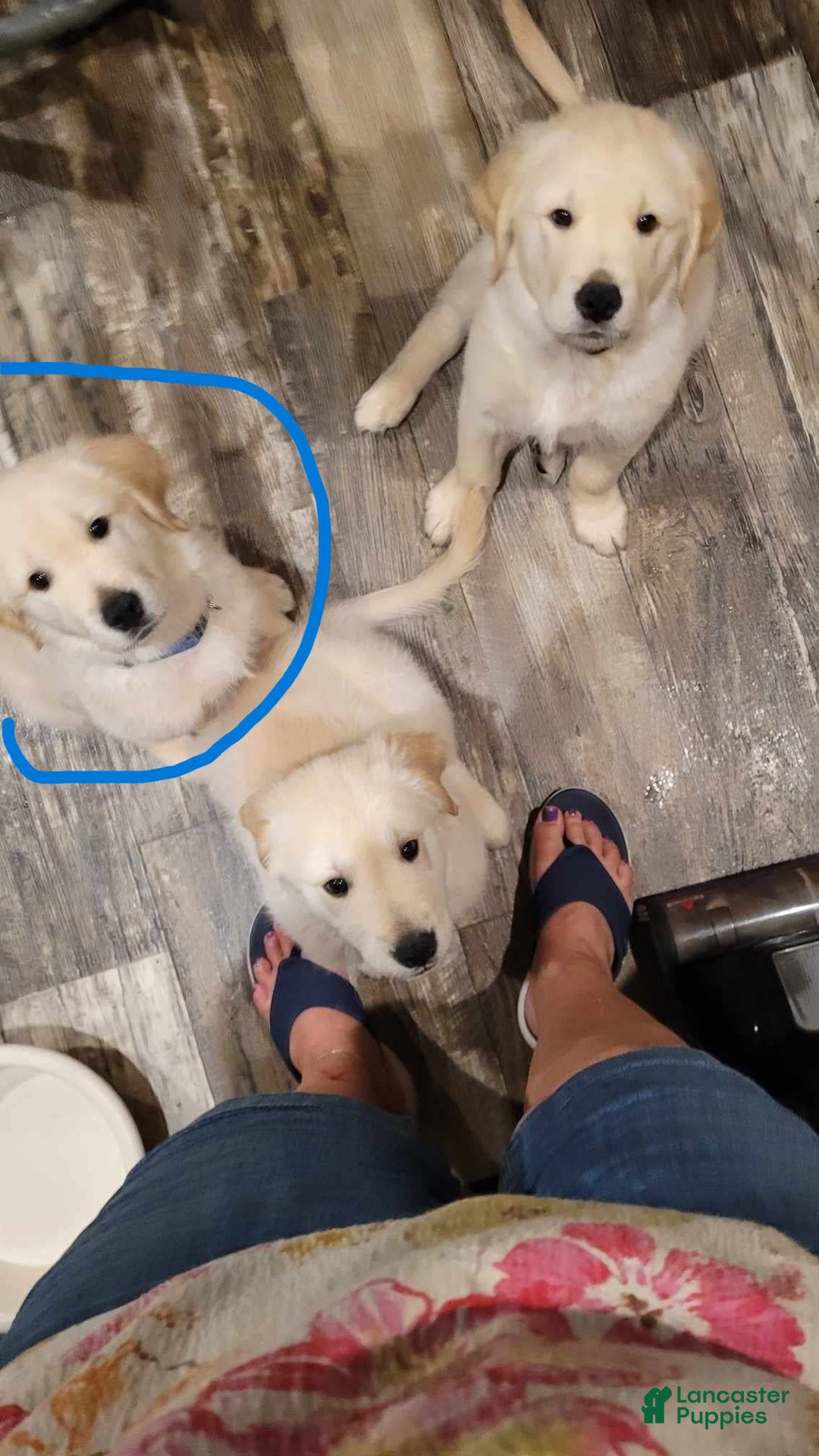 Golden Retriever dogs for sale: Charlie - Image 5