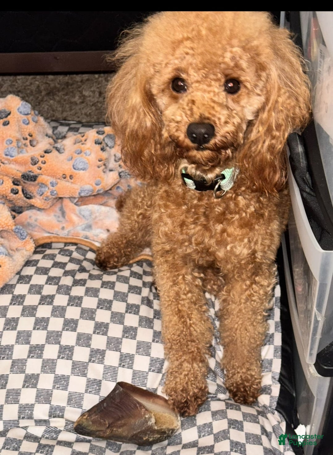 Miniature Poodle dogs for sale: Georgie - Image 1