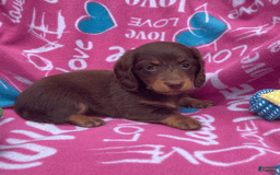 Dachshund dogs for sale: Brownie Chocolate Girl 1952 - Image 7