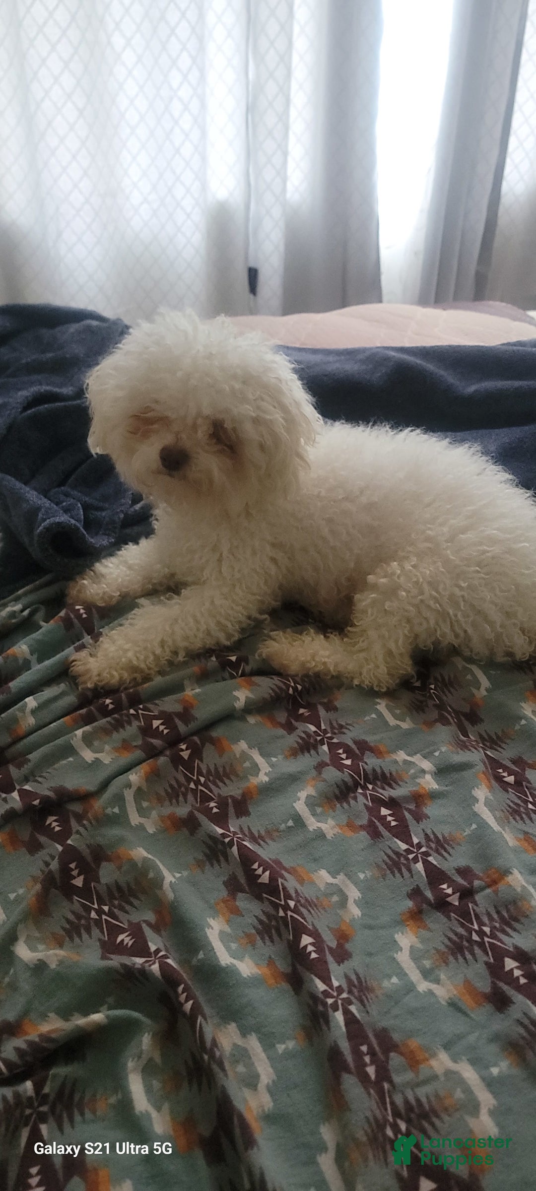 Bichon Frise dogs for sale: Pixo - Image 7