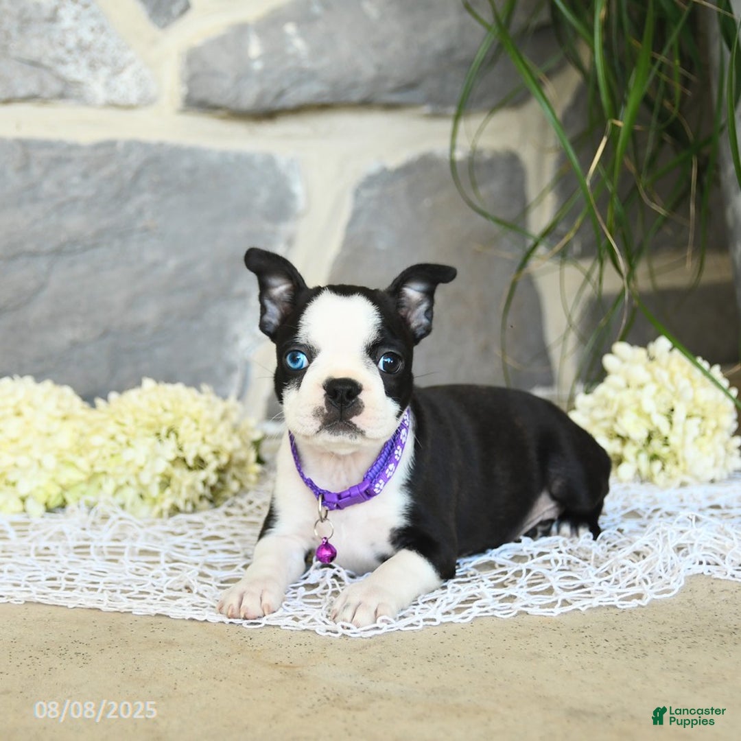 Boston Terrier dogs for sale: Winnie Blue Eye - Image 5