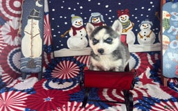 Siberian Husky dogs for sale: Nakita - Image 2