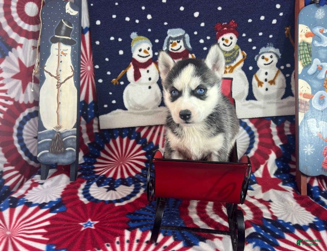 Siberian Husky dogs for sale: Nakita - Image 2