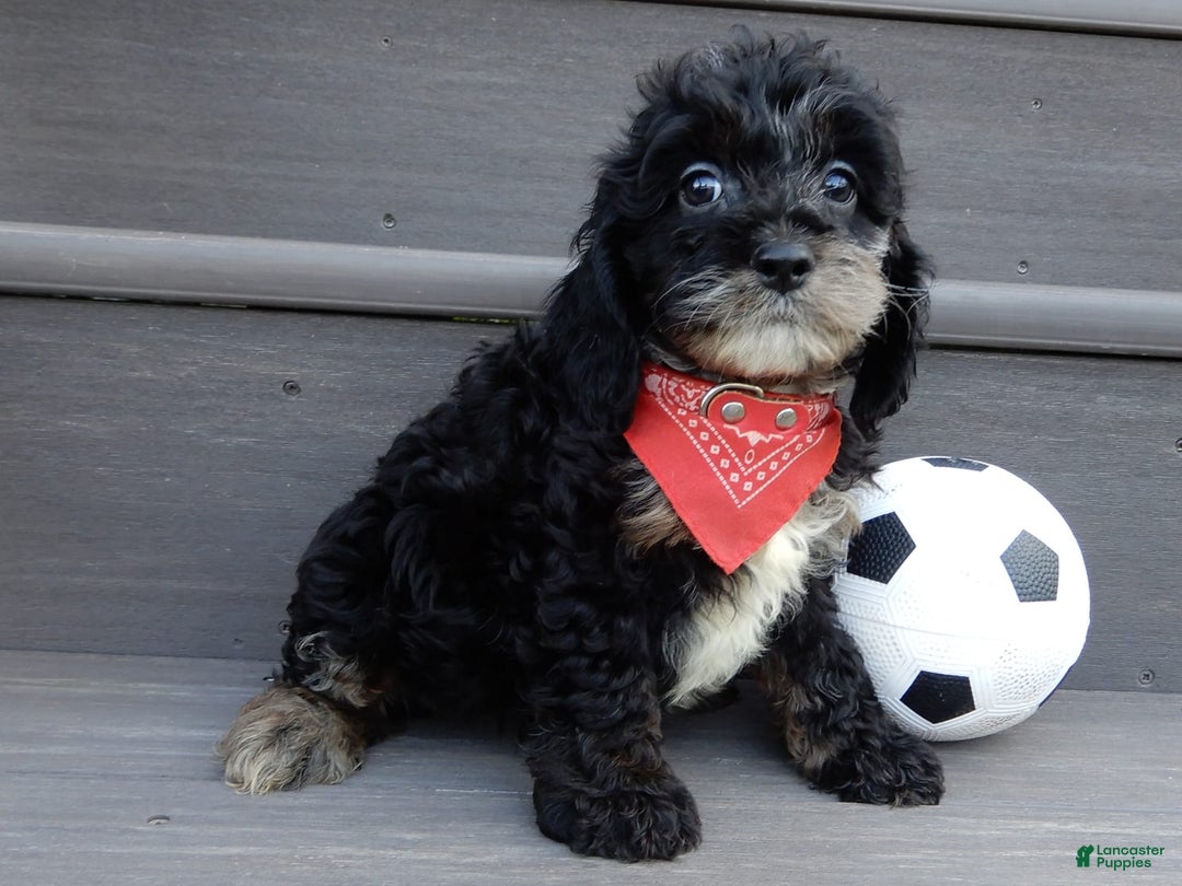 Cockapoo dogs for sale: Rocky - Image 5