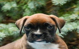 Boxer dogs for sale: Honey - Image 1