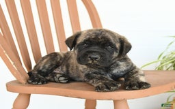 English Mastiff dogs for sale: Mr Grizzle - Image 5