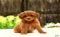 Toy Poodle dogs for sale: Toy Poodle 3 puppies - Image 1