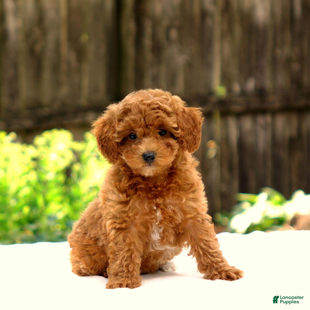 Toy Poodle dogs for sale: Toy Poodle 3 puppies - Image 1