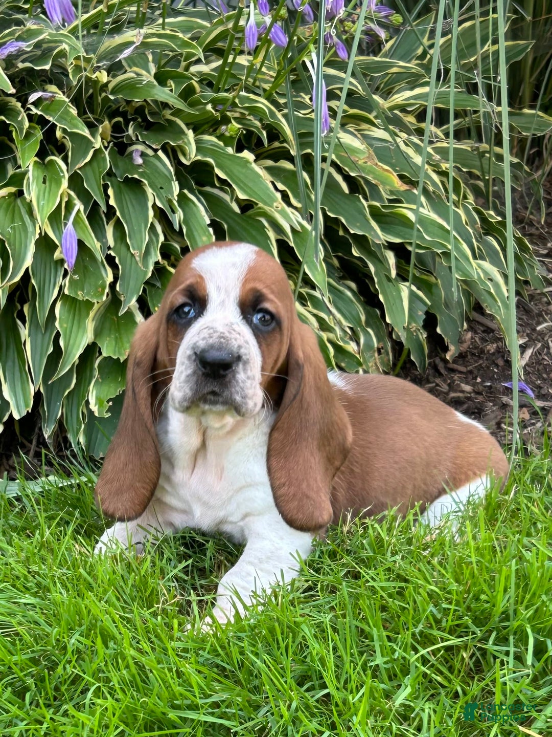 Basset Hound dogs for sale: Willow - Image 3