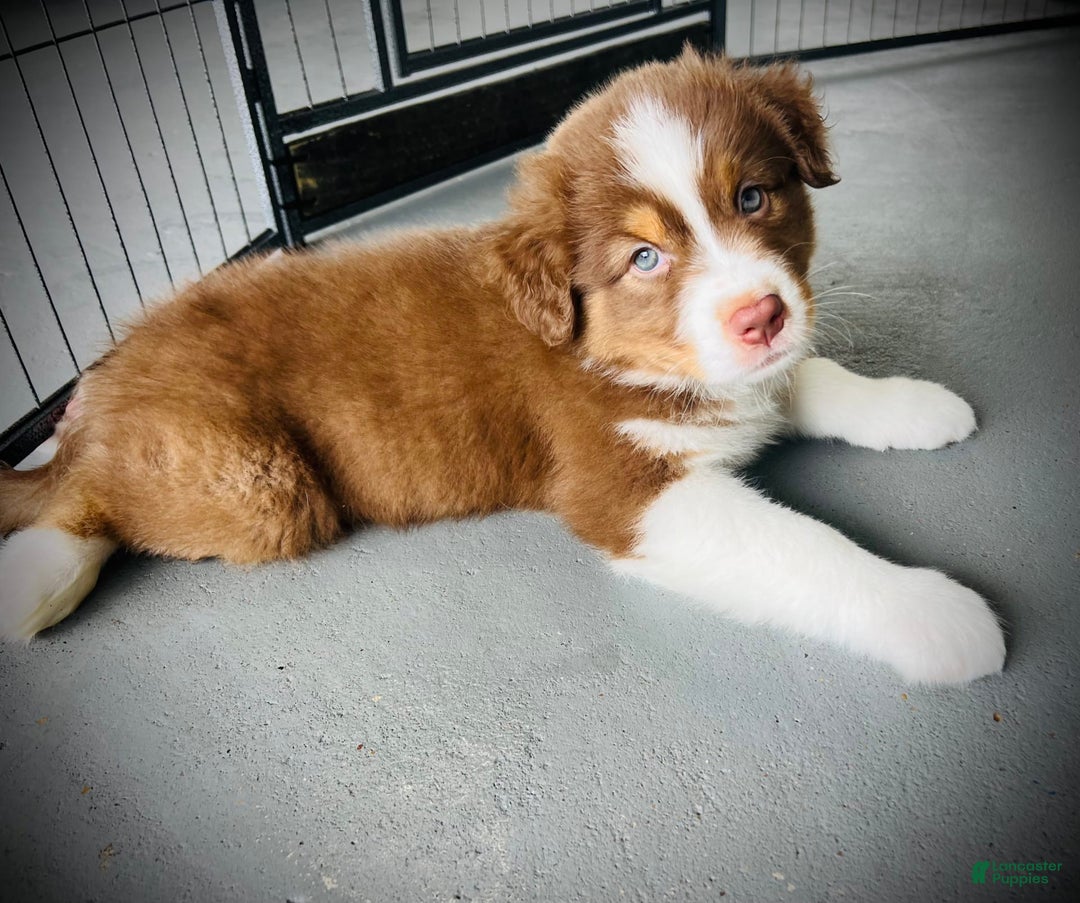 Australian Shepherd dogs for sale: Jack - Image 1