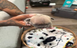 French Bulldog dogs for sale: Bridget - Image 3