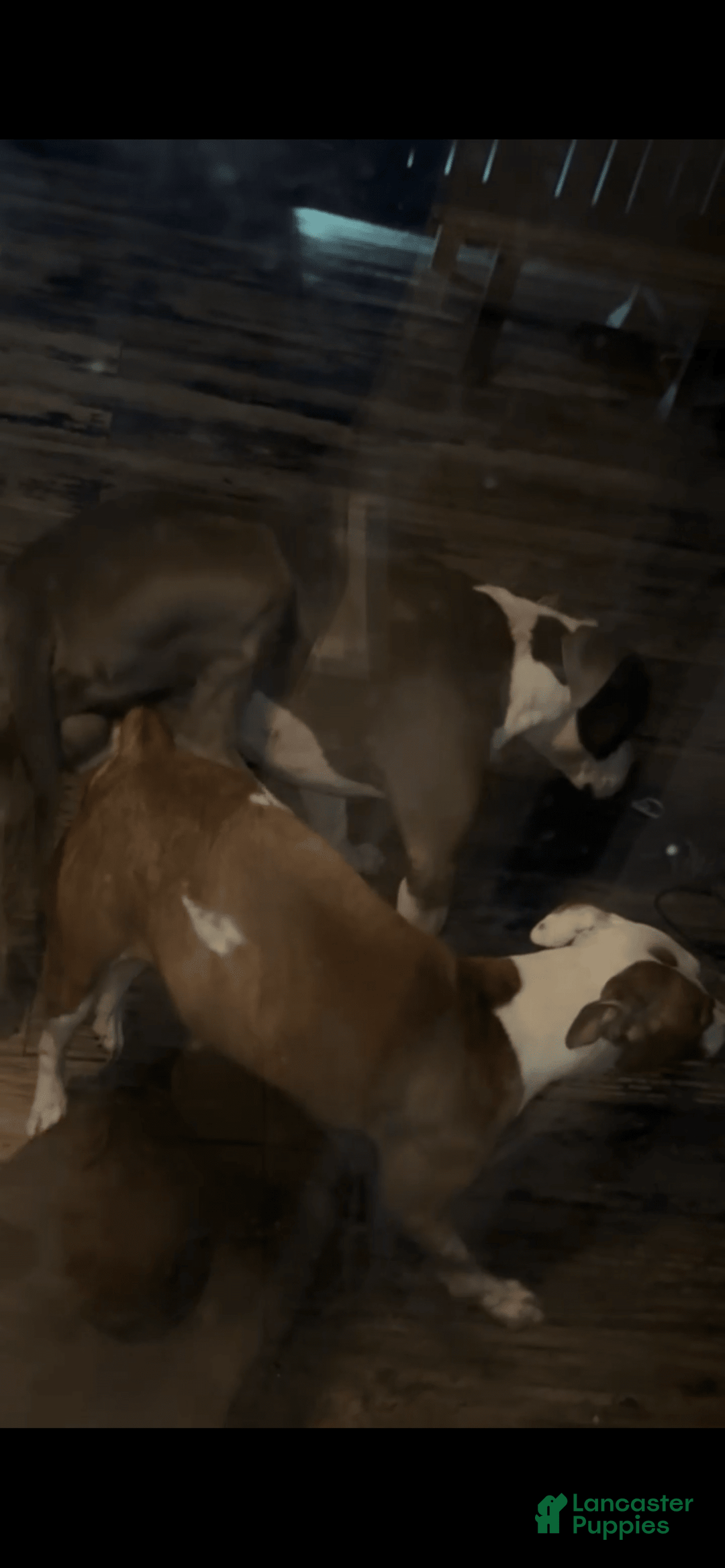 American Pit Bull Terrier dogs for sale: Chole - Image 4