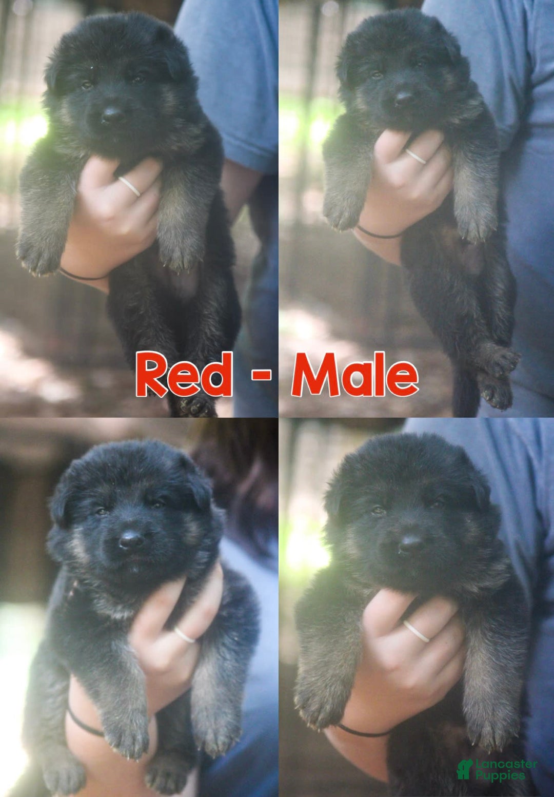 German Shepherd dogs for sale: Longhair Red Male Black And Red - Image 1