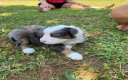 Australian Shepherd dogs for sale: Jesse James - Image 4