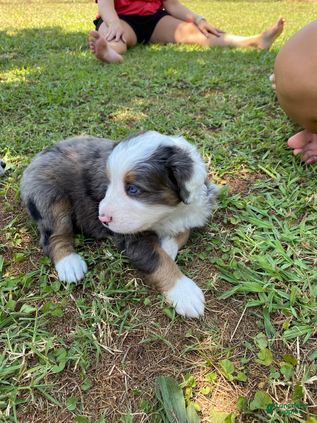 Australian Shepherd dogs for sale: Jesse James - Image 4