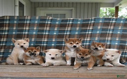Shiba Inu dogs for sale: Frisky - Image 6