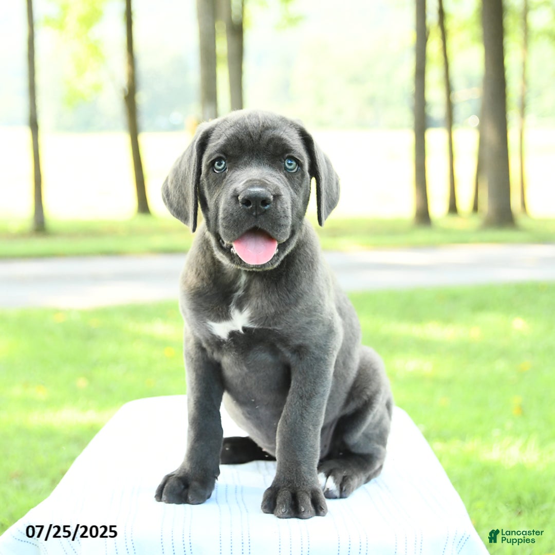 Cane Corso dogs for sale: Darcy - Image 2