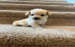 Maltipoo dogs for sale: Tommy - Image 8