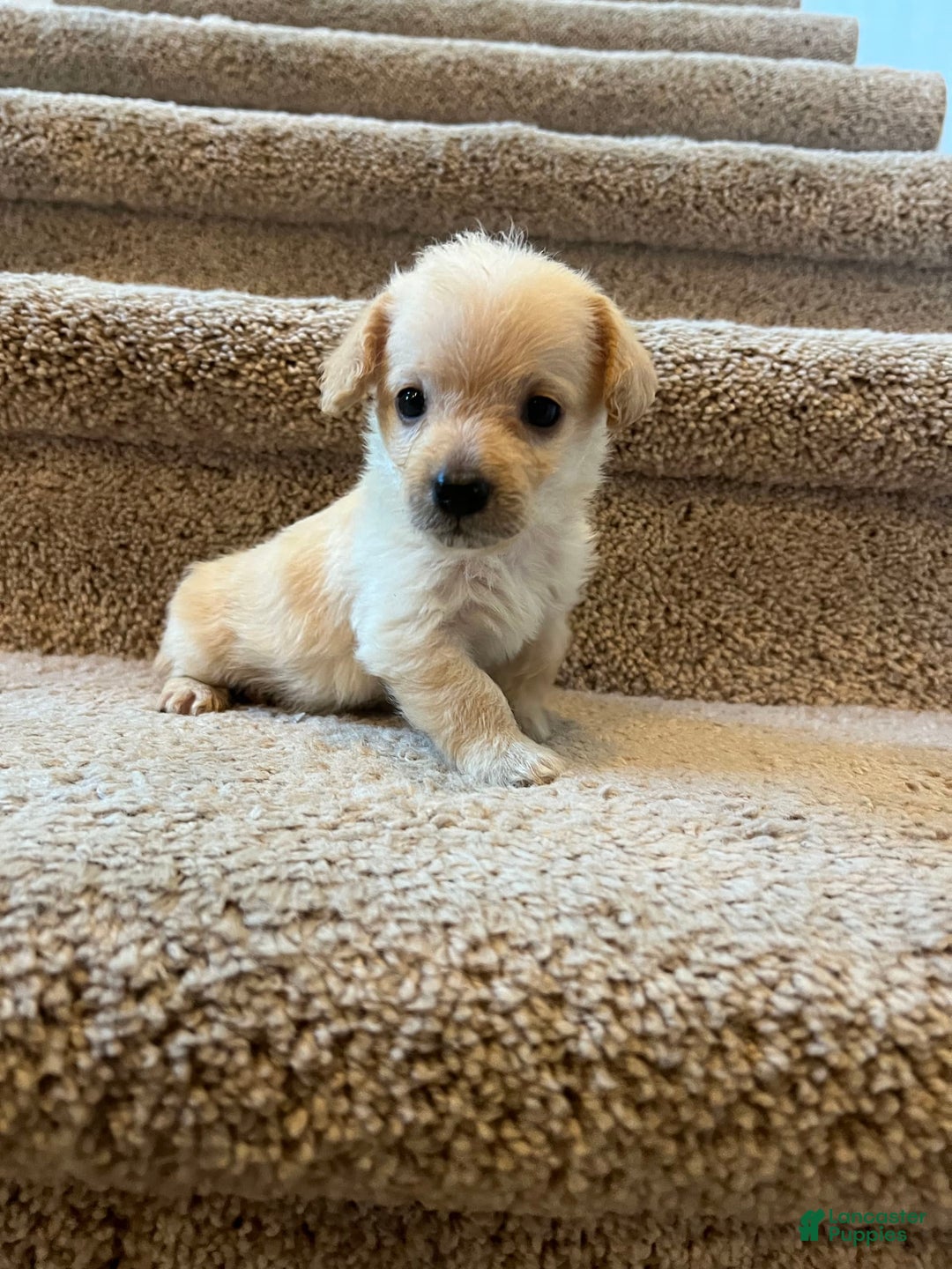 Maltipoo dogs for sale: Tommy - Image 8