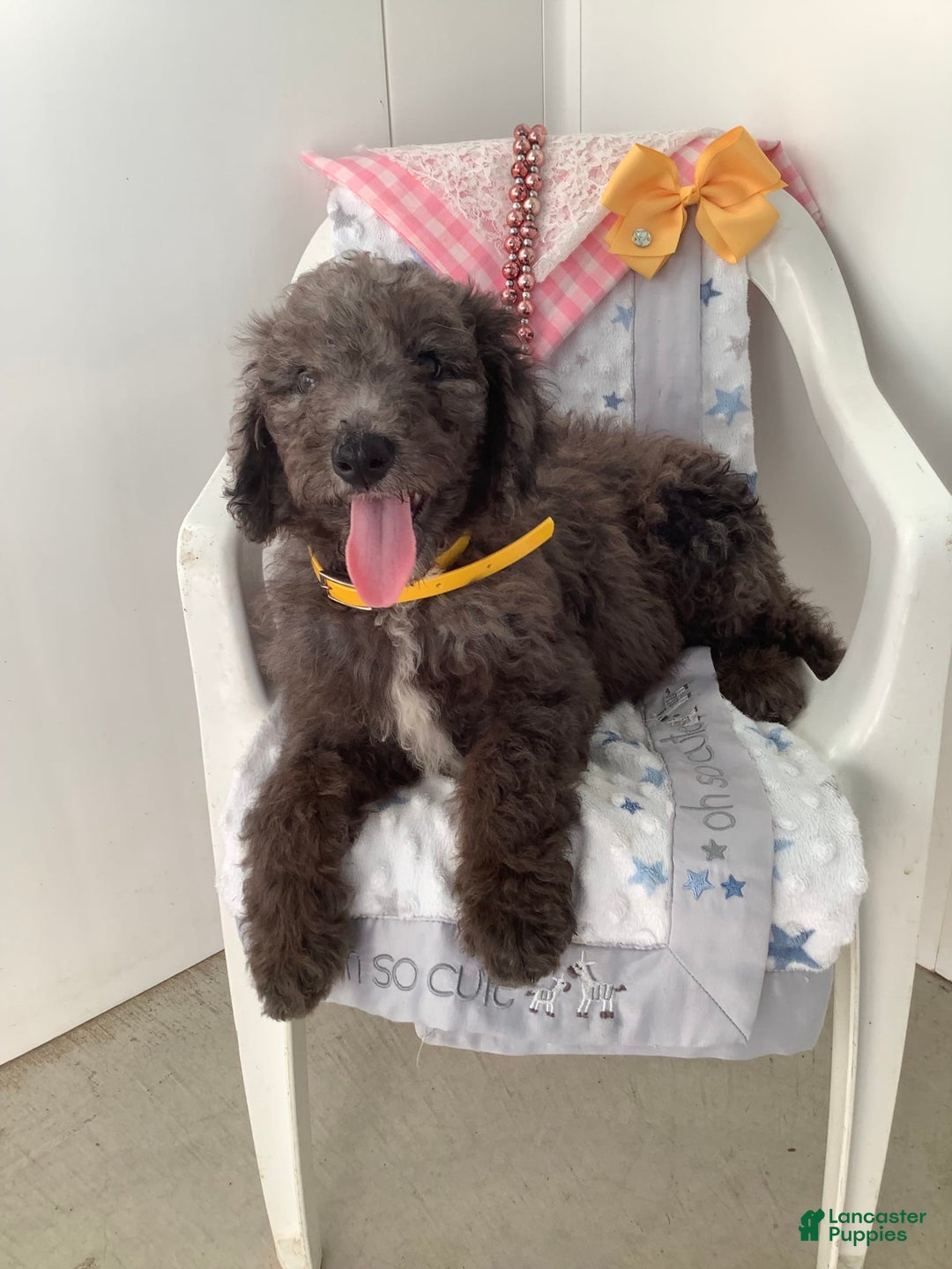 Goldendoodle dogs for sale: Lucy - Image 11